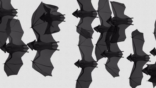 Bats Flying Top View Transparent Background V.3