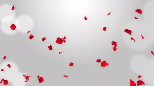 Luxury Fresh Rose petals falling in the air on White Romantic Green Screen.