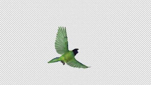 Black-Hooded Green Parakeet - American Parrot Bird - Flying Over Screen - III - Alpha Channel