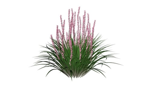 Lilyturf Flowers