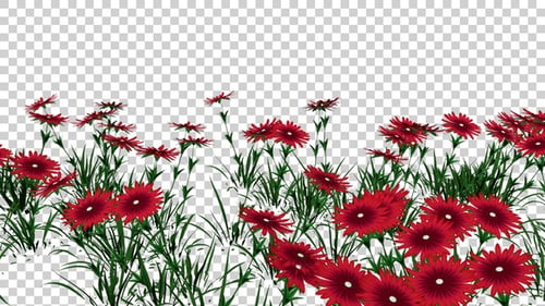 Aster Flower Field