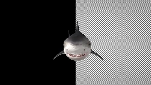 Shark swims up, Alpha Channel