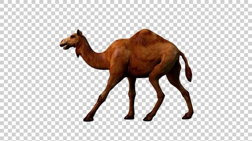 Camel Walk Side View
