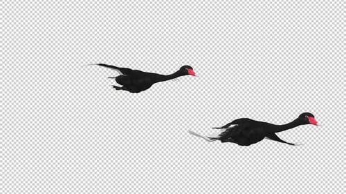 2 Black Swans - Two Wild Waterfowl Birds - Flying Over Screen Transition - IV - Alpha Channel - 4K