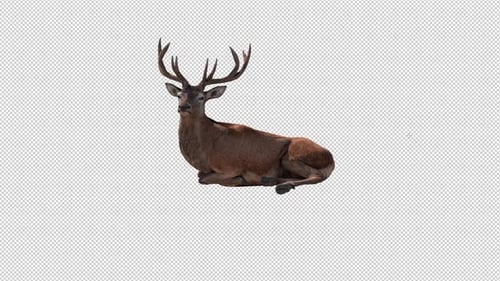 Deer Sit