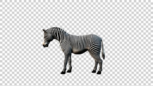 Zebra Lie Down Side View