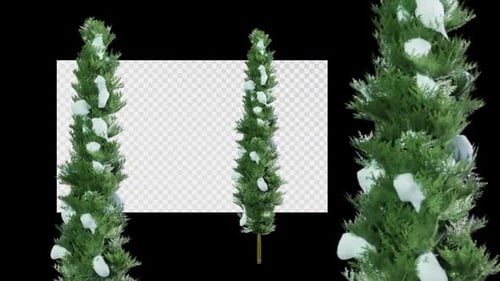 Árbol animado Chamaecyparis Lawsoniana C Winter Alpha