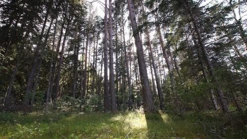 Forêt d'été pittoresque éclairée par le soleil, vue du dessous