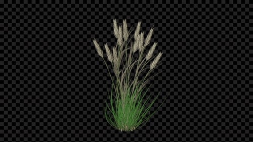 Natural Pampas Grass Growth Animation