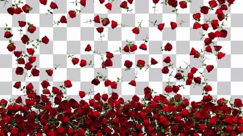Elegant Falling Red Roses Alpha Channel Overlay
