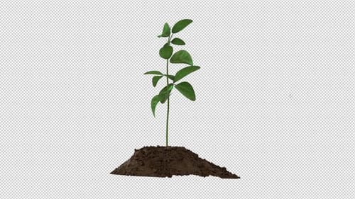 Plant Tree Growing Time Lapse