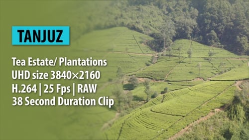 Tea Estate/ Plantations