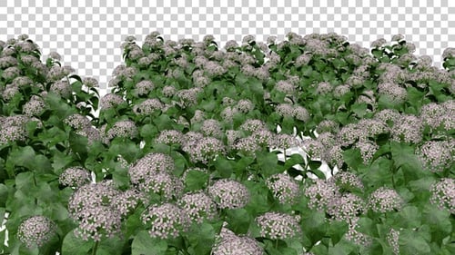 Hydrangea Flowers Field