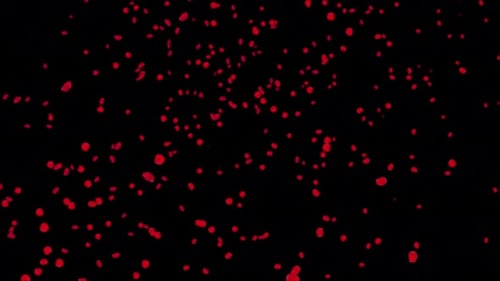 Anniversary with falling Red rose petals 3D Green Screen .