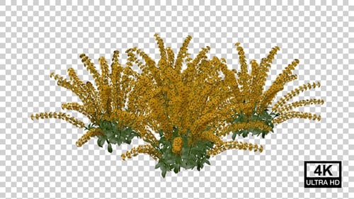 Yellow Flower Bush Growth Animation