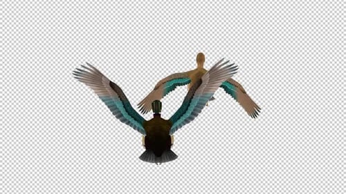 American Wood Ducks - Couple of Male and Female - 2 Water Birds - Flying Loop - Back View CU - Alpha