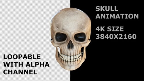 3D Human Skull Animation Loop