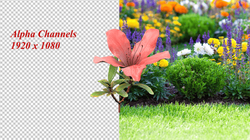 Rhododendron Azalea Plant Alpha Channels