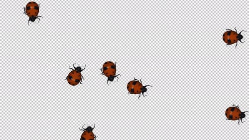 Red Ladybird Swarm - 10 Beetle Bugs - Randomly Crossing Screen in Loop - Top View MS - Alpha Channel