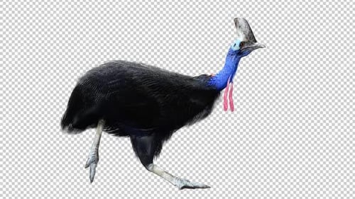 Cassowary Walk Right View Loop