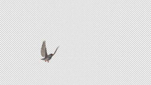 Realistic Small Bird Flying Animation with Alpha Channel