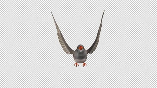Zebra Finch Bird - Flying Loop - Front View CU