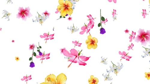 Flowers Falling Seamless Loop Alpha