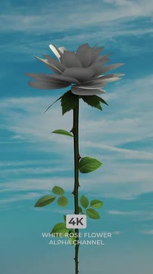 Elegant White Rose Blooming Time-Lapse on Transparent Background