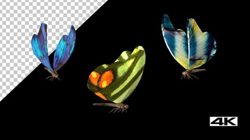 Schmetterlinge fliegen 03 4k