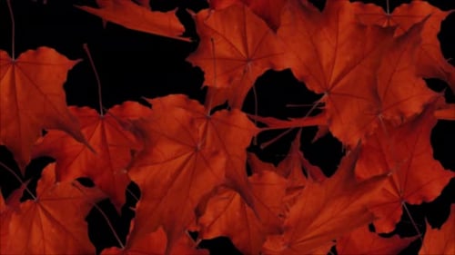 Leaf fall with wind. Autumn maple, leaves falling .