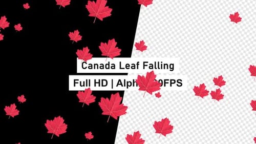 Canada Red Leaf Falling with Alpha