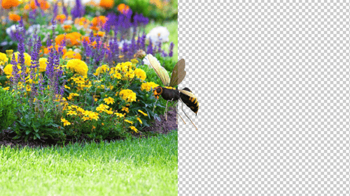 Hornet Insect Fly Side Angel View 2