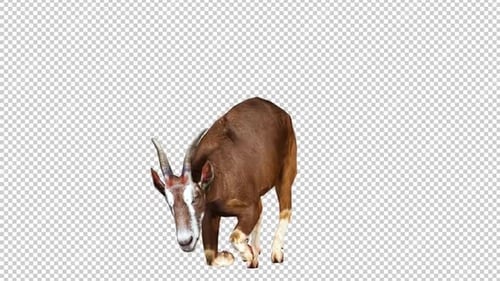 Goat Laydown Ansicht von links