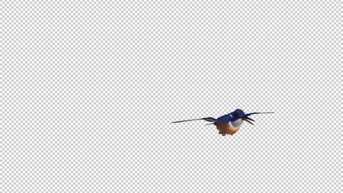 Kingfisher Bird - Flying Transition - II - Alpha Channel