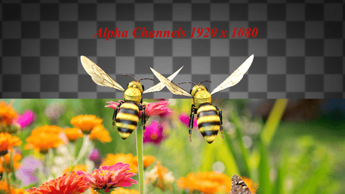 Two Bee Insect Flying Alpha Channels
