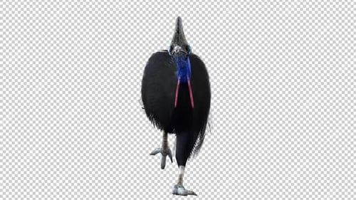 Cassowary Run Front View Loop
