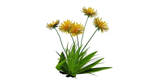 Animated Yellow Dandelions and Green Grass