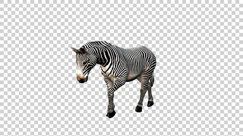 Zebra Tarsus Angle View