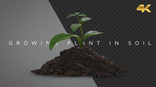 Growing Plant In Soil