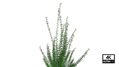 Animated Growing Plant with White Flowers on Alpha Channel