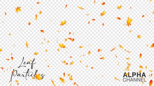 Natural Falling Autumn Leaves Animation with Alpha Channel