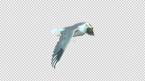 Majestic Realistic Flying Seagull Animation on Black Background
