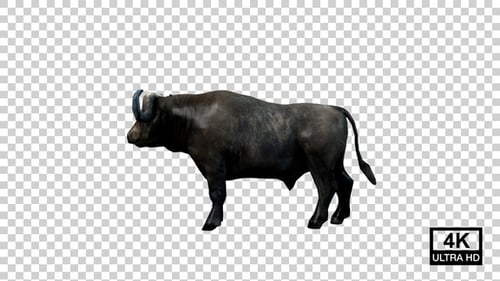 Buffalo Death Side View