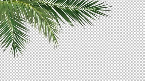 Animated Natural Palm Leaves Overlay for Tropical Backgrounds