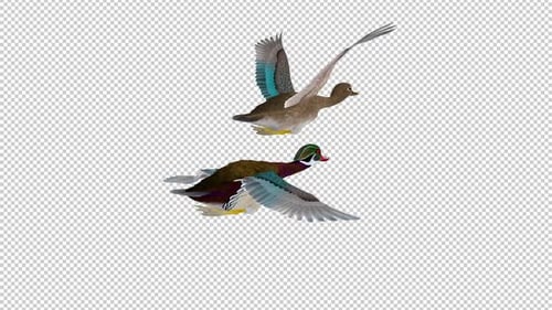 American Wood Ducks - Male and Female - 2 Water Birds - Flying Loop - Back Angle CU - Alpha Channel