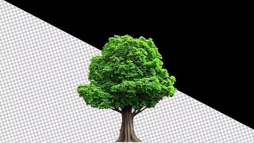 Tree Alpha Channel 1080p - V2