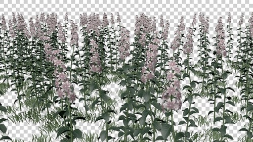 Buddleia Flowers Field