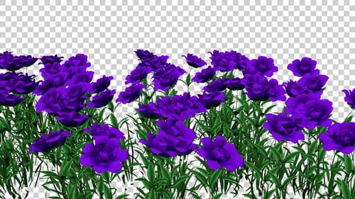 Violet Flowers Field