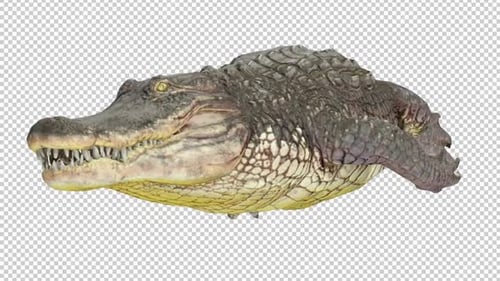 Alligator Swim Front View Loop