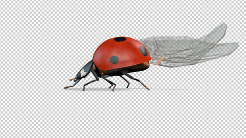 Ladybug Stand Idle